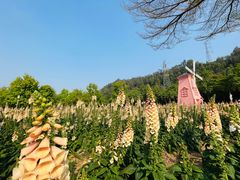 -顺峰山公园