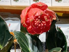 -素虎料理(前门店)