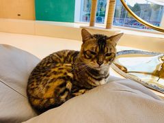 -飞行喵MR PILOT|猫舍·猫咖(静安大融城店)