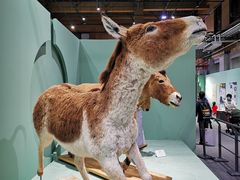 -国家自然博物馆