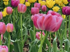 -武汉园博园(武汉自然博物馆)