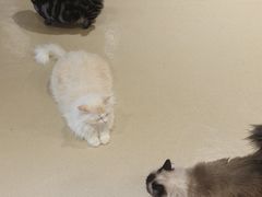 -藏猫猫咖啡主题馆(中央大道店)