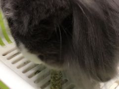 -藦茜花园宠物主题亲子互动体验馆(国顺东路店)