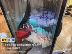 -小木马儿童摄影