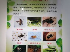 -上海昆虫博物馆