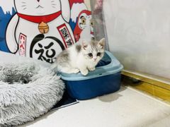 -糯米喵星人总部直营旗舰店·猫舍·幼猫出售