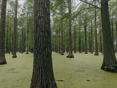 -渌洋湖湿地公园