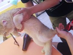 -喵百万·布偶·蓝金金渐层英短·猫舍(百子湾店)