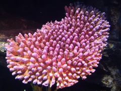 -暹罗海洋世界