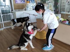 -Husky Go! 哈士奇体验馆·宠物咖啡厅狗咖