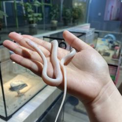 -Moni星球萌宠·小马宝莉·灵蛇·高端高阶全萌宠互动体验俱乐部(红豆国际广场店)