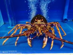 -南山鲜虾面·活鲜小馆·海味大连菜(南山总店)