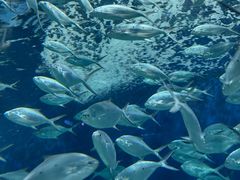 -上海海洋水族馆