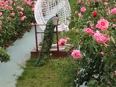 -亚龙湾国际玫瑰谷