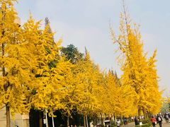 -四川大学(望江校区)