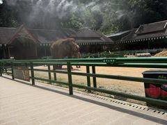-野象谷景区