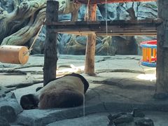 -武汉动物园