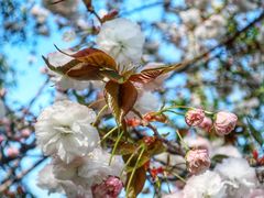 -莹珠阁·私房菜