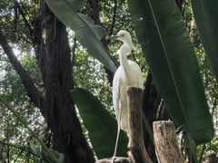 -广州长隆飞鸟乐园