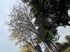 -洲头咀公园