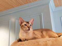-遇见羊驼·奶狗咖·布偶猫咖·法斗柯基柴犬阿拉斯加(春熙路太古里IFS店)