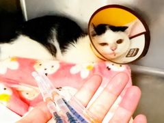-御宝贝·A梦猫科宠物医院(国际猫友好医院)