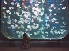 -石家庄海洋公园