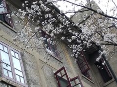 -武汉大学-樱园