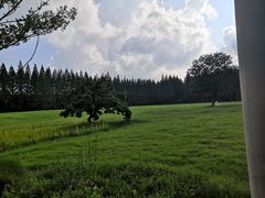 -黄海国家森林公园