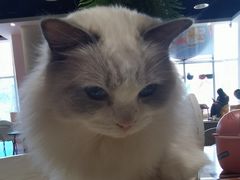 -藏猫猫咖啡主题馆(中央大道店)
