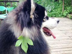 -三圣花乡旅游区