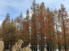 -白鹭湾湿地公园