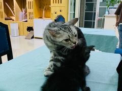 -鼓捣猫呢主题猫咖店