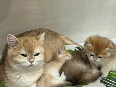 -青奢宠物·青奢猫舍