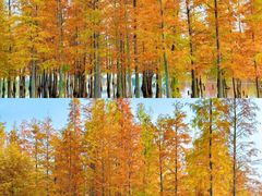 -白鹭湾湿地公园