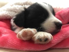 -翊宠yipet猫狗购宠庄园犬舍•猫舍