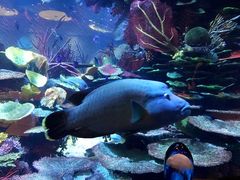 -迪拜帆船酒店海底餐厅