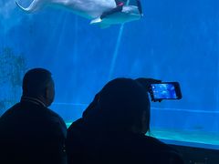 -芜湖新华联大白鲸海洋公园