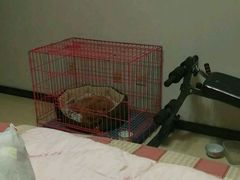 -波姐宠物家庭寄养