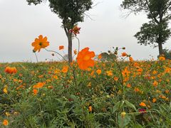 -莲花岛景区