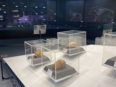 -北京周口店北京人遗址博物馆