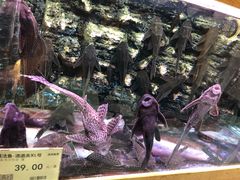 -龟与熊猫宠物公园(南坪店)