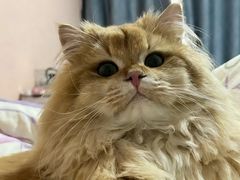 -欣宠猫屋·矮脚拿破仑·蓝金金渐层