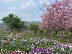-天适樱花悠乐园