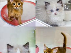 -青奢宠物·青奢猫舍