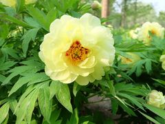 -石家庄市植物园