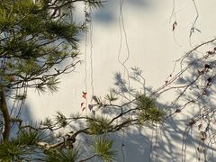 -拙政园