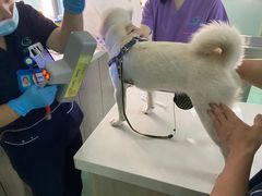 -北京观赏动物医院·24小时大型综合·猫专科·异宠专科