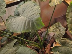 -顺峰·粤菜海鲜·早茶自助(阜成店)