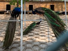 -北京鹿世界主题园